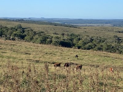 VENTA - Chacra 19 hectáreas en Sierra de Las Cañas