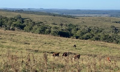 VENTA - Chacra 19 hectáreas en Sierra de Las Cañas