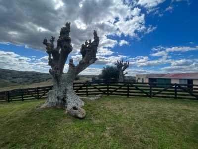 venta - 267 hectáreas ganaderas - ccb1829p