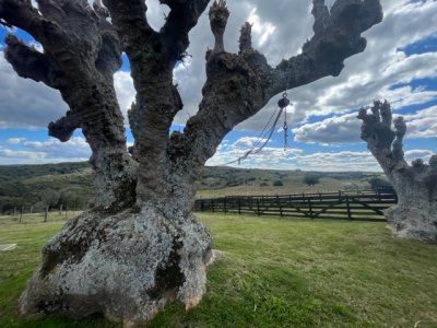 venta - 267 hectáreas ganaderas - ccb1829p