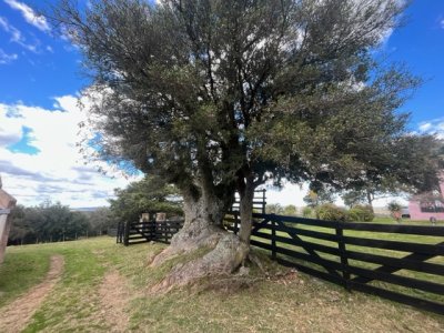 venta - 267 hectáreas ganaderas - ccb1829p