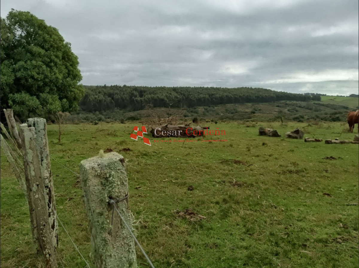 Campo Ref.1997 - VENTA - Campo Ganadero-Forestal de 117 hectáreas - Castillos, Rocha