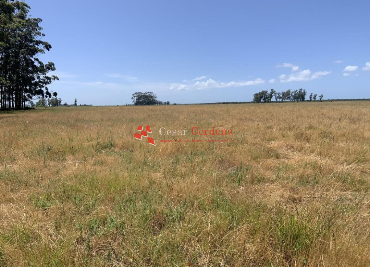 Campo Ref.1850 - VENTA - 745 HECTAREAS ROCHA