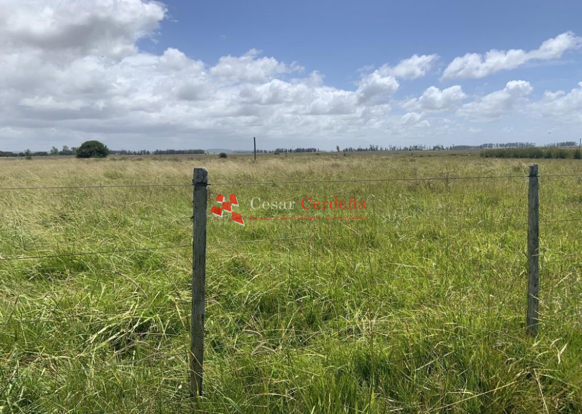Campo Ref.1850 - VENTA - 745 HECTAREAS ROCHA