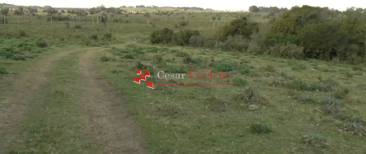 Campo Ref.1968 - VENTA - Campo 106 hectareas - Castillos