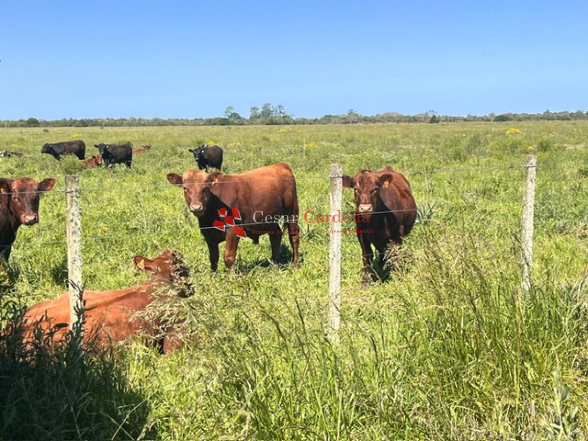 Campo Ref.1850 - VENTA - 745 HECTAREAS ROCHA