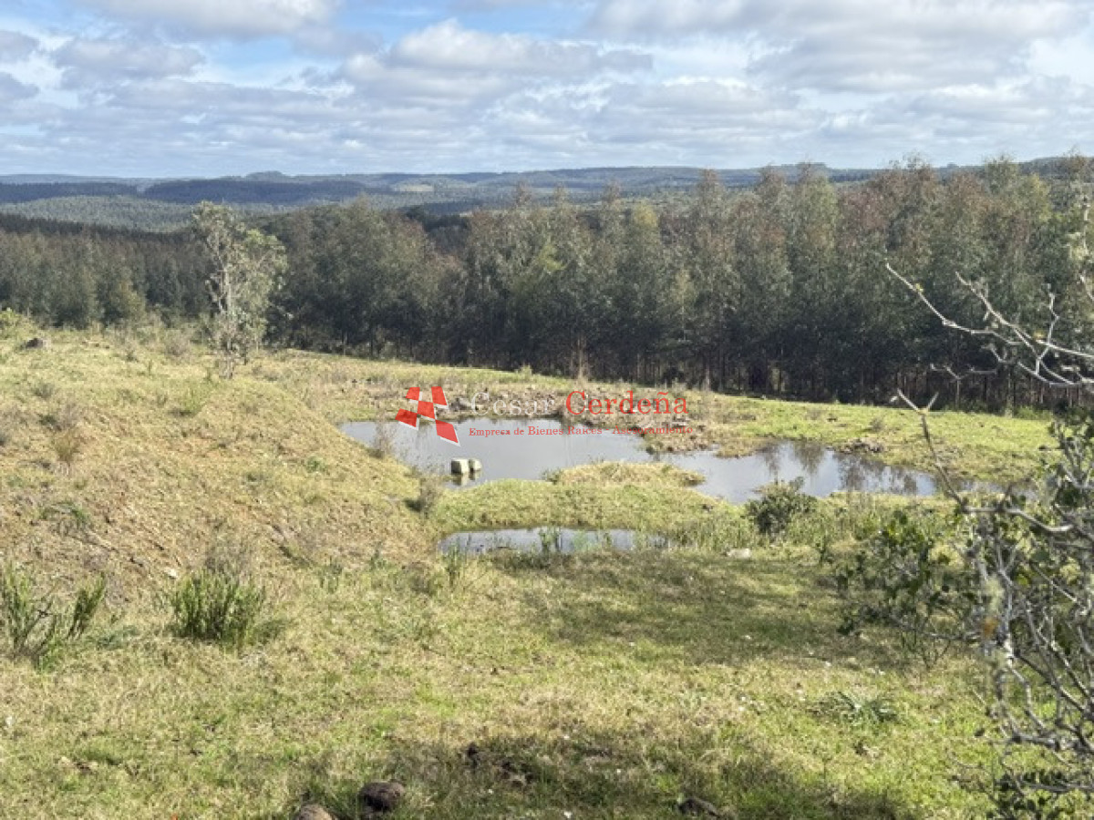 VENTA - Campo 600 hectáreas Rocha - Ganadero Forestal - CCB1826P