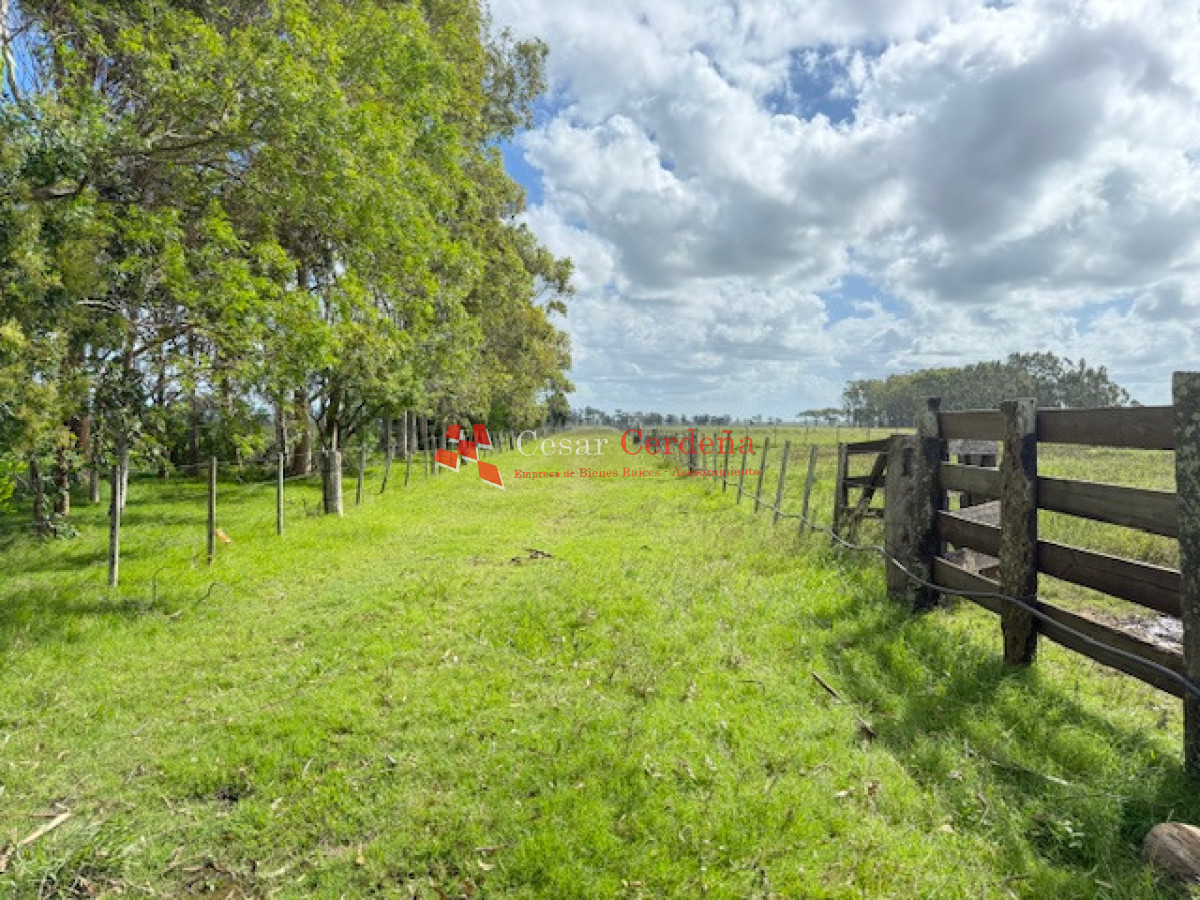 VENTA - Campo productivo de 229 hectáreas en Rocha - CCB1989P