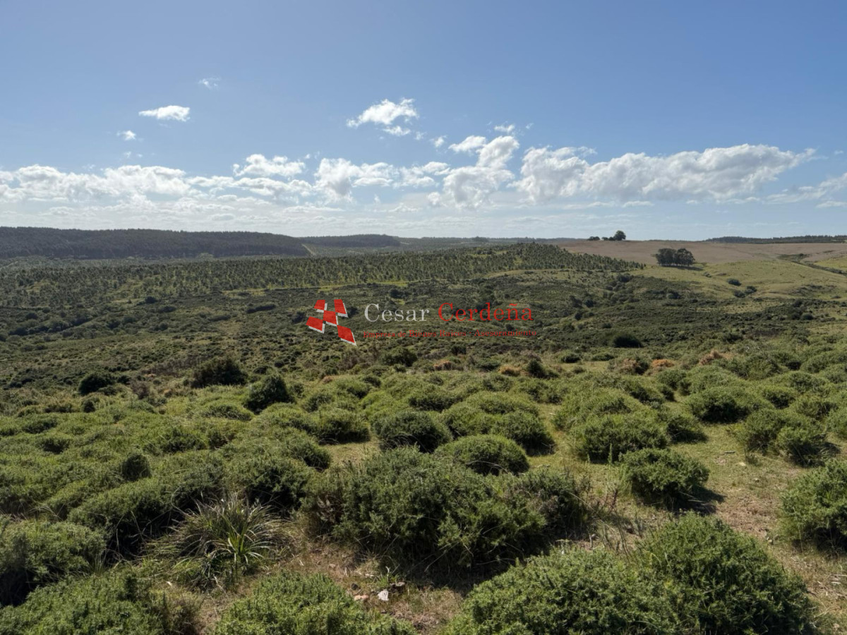 Campo Ref.1964 - VENTA - Campito 59 hectáreas - Castillos, Rocha