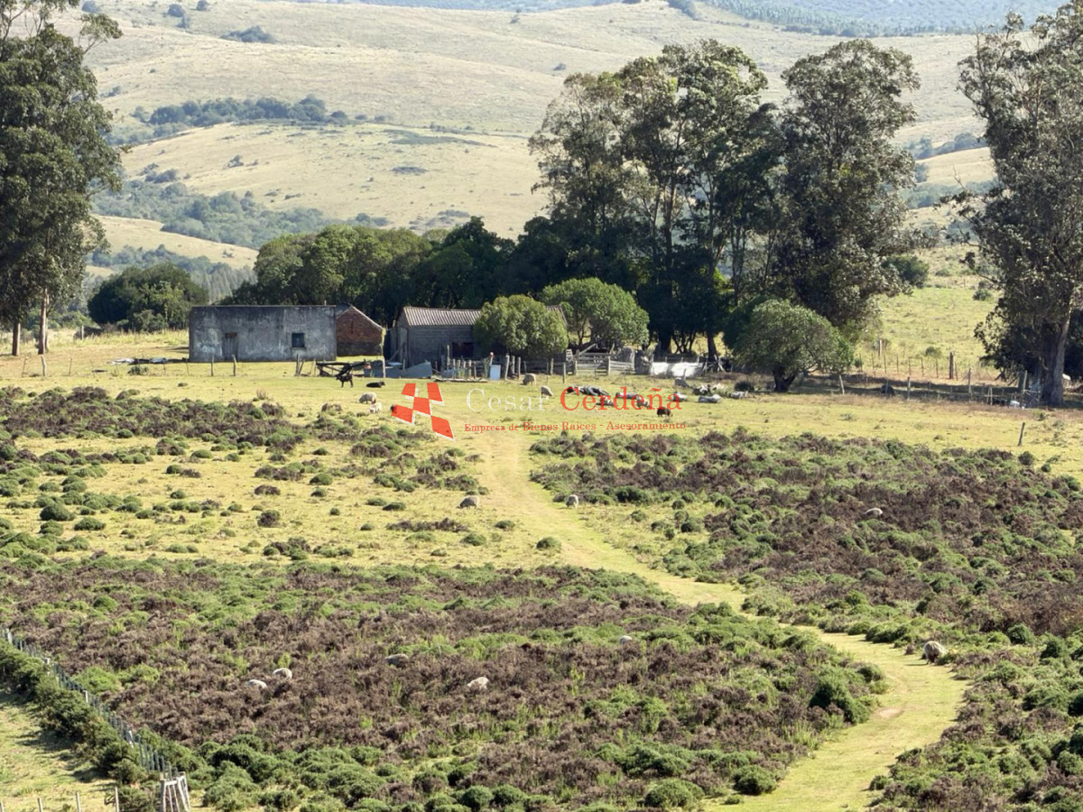 Campo Ref.1997 - VENTA - Campo Ganadero-Forestal de 117 hectáreas - Castillos, Rocha
