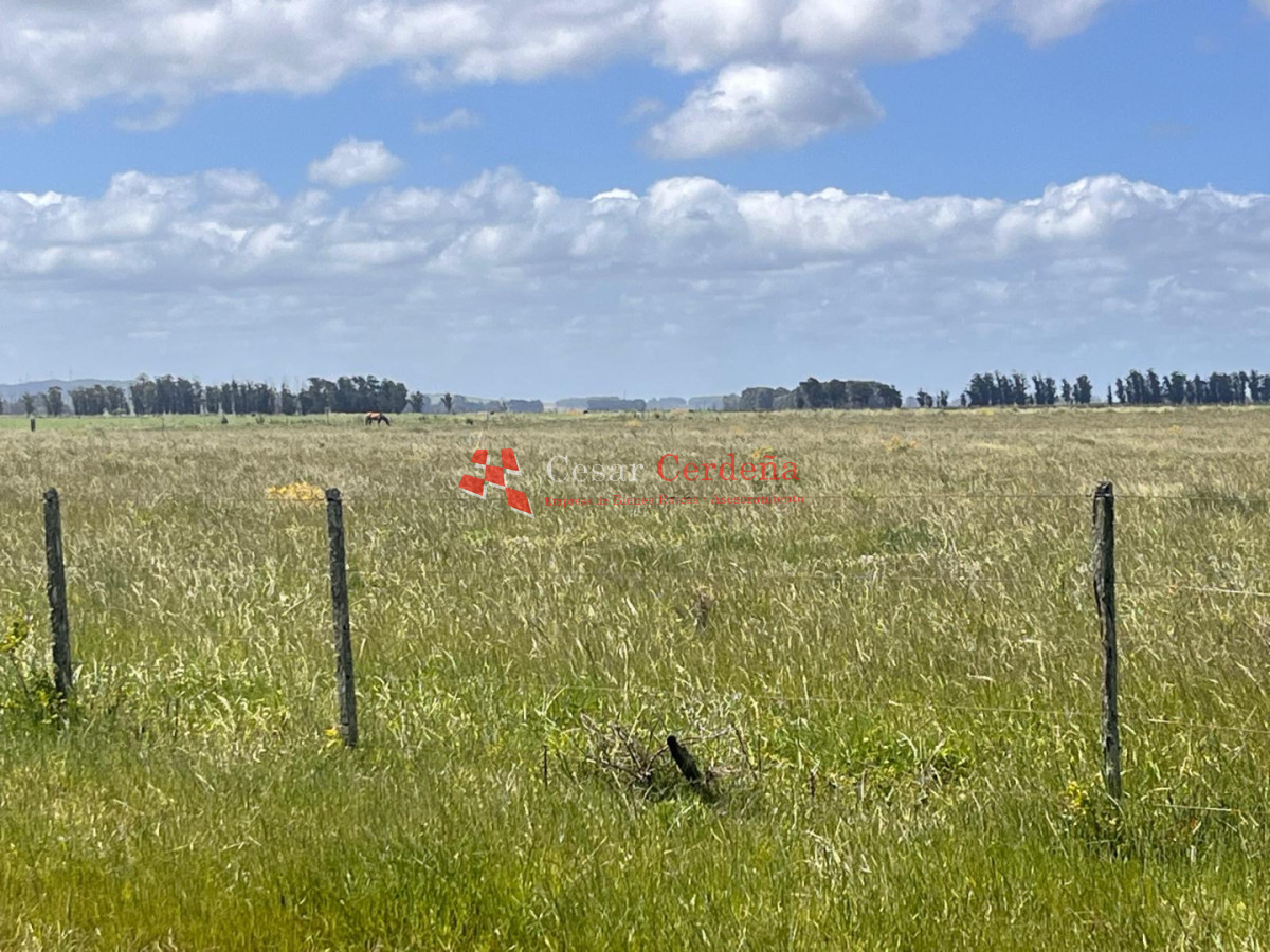 Campo Ref.1850 - VENTA - 745 HECTAREAS ROCHA