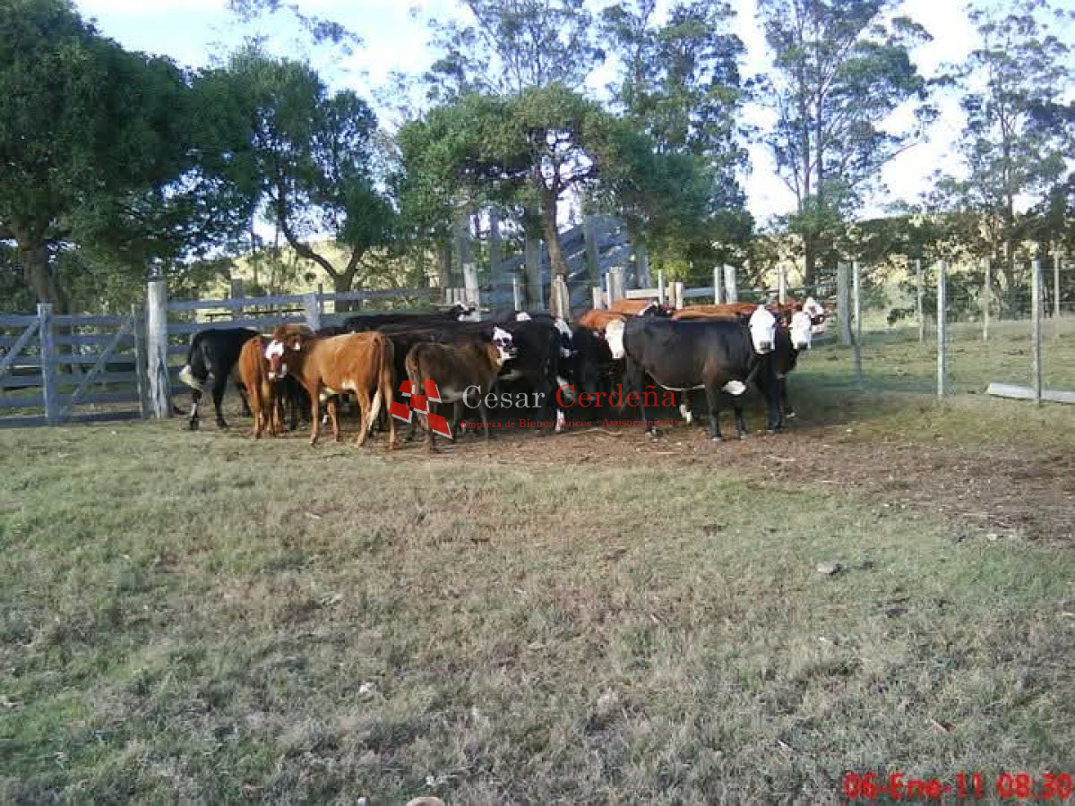 VENTA - Campo 240 hectáreas en 19 de Abril - Rocha - CCB1936P