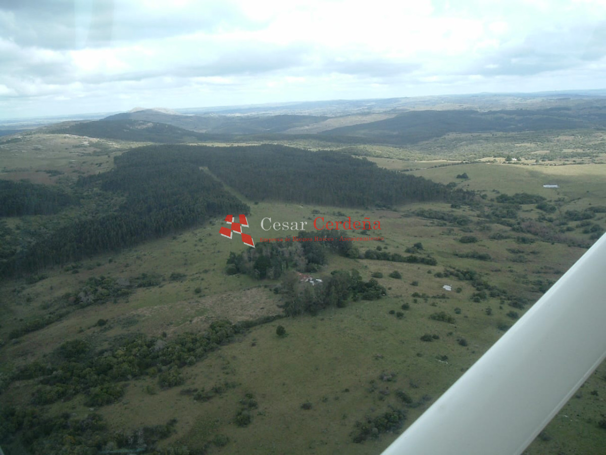 Campo Ref.1826 - VENTA - Campo 600 hectáreas Rocha - PROYECTO FORESTAL