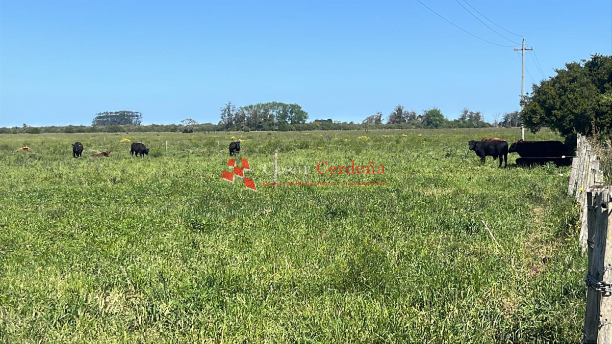Campo Ref.1850 - VENTA - 745 HECTAREAS ROCHA