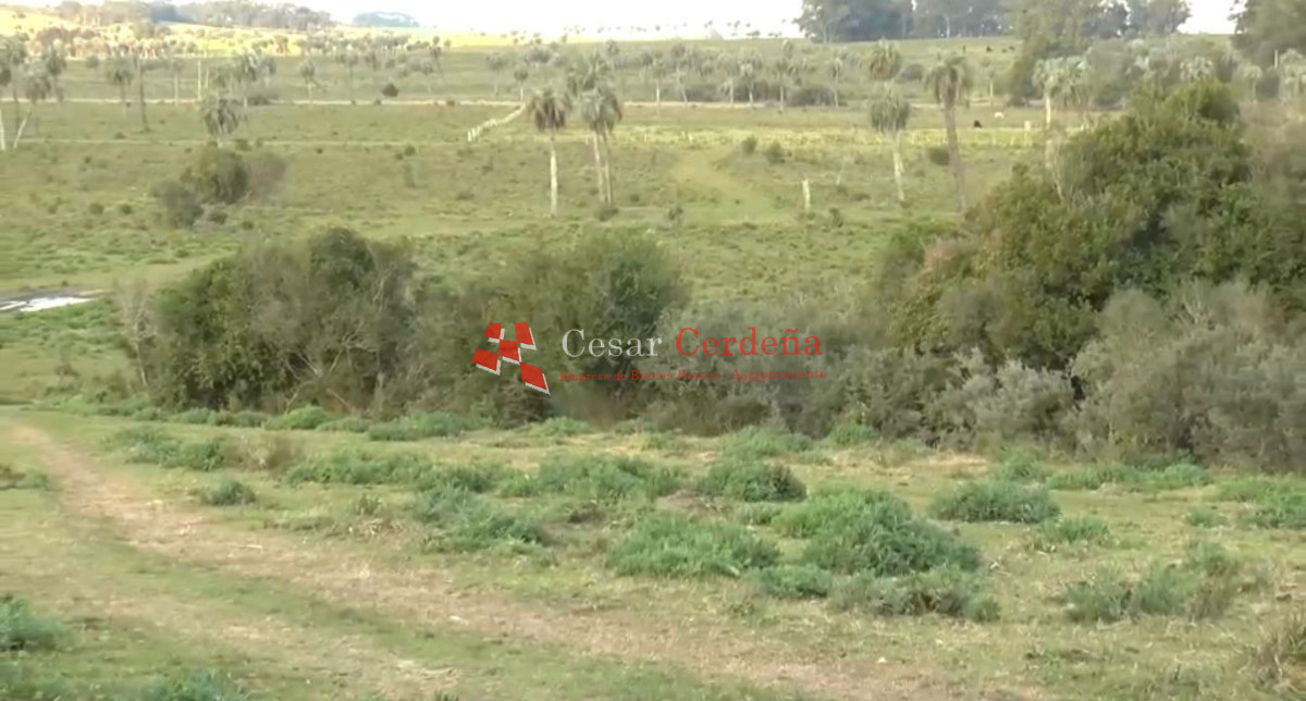 Campo Ref.1968 - VENTA - Campo 106 hectareas - Castillos