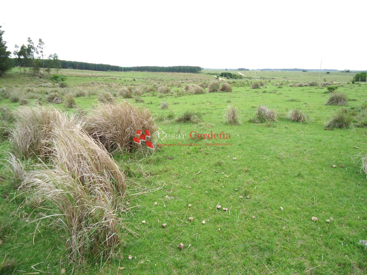 Campo Ref.1947 - VENTA - Campo 316 hectareas en Garzon, Rocha