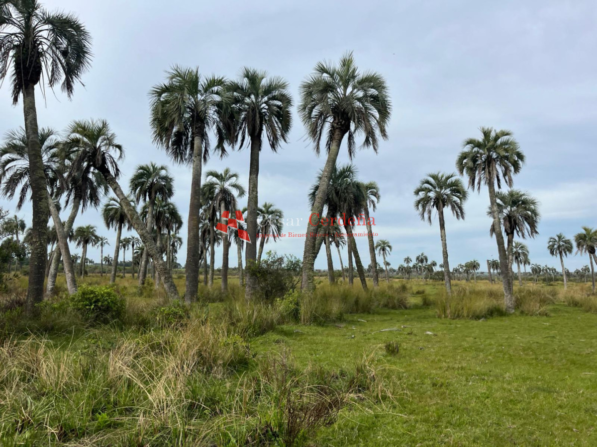 Campo Ref.1952 - VENTA - Campo 138 hectareas en Castillos Rocha