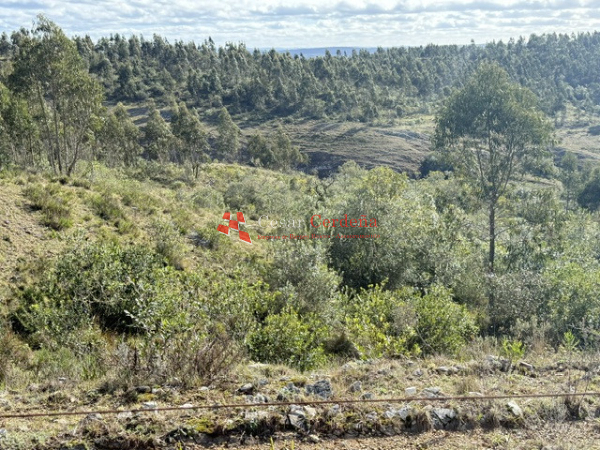 Campo Ref.1981 - VENTA - Campo 372 hectáreas en Piedras Blancas, Rocha