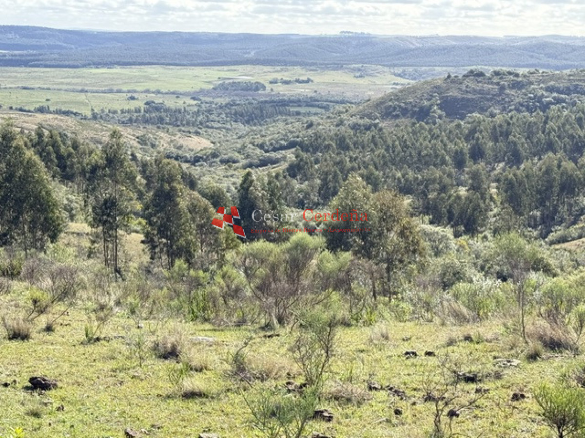 Campo Ref.1981 - VENTA - Campo 372 hectáreas en Piedras Blancas, Rocha