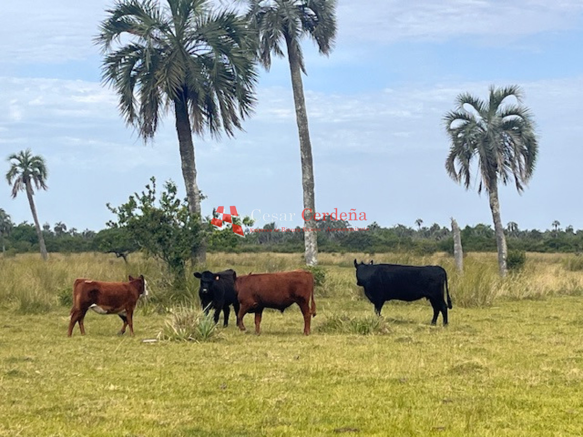 Campo Ref.1952 - VENTA - Campo 138 hectareas en Castillos Rocha