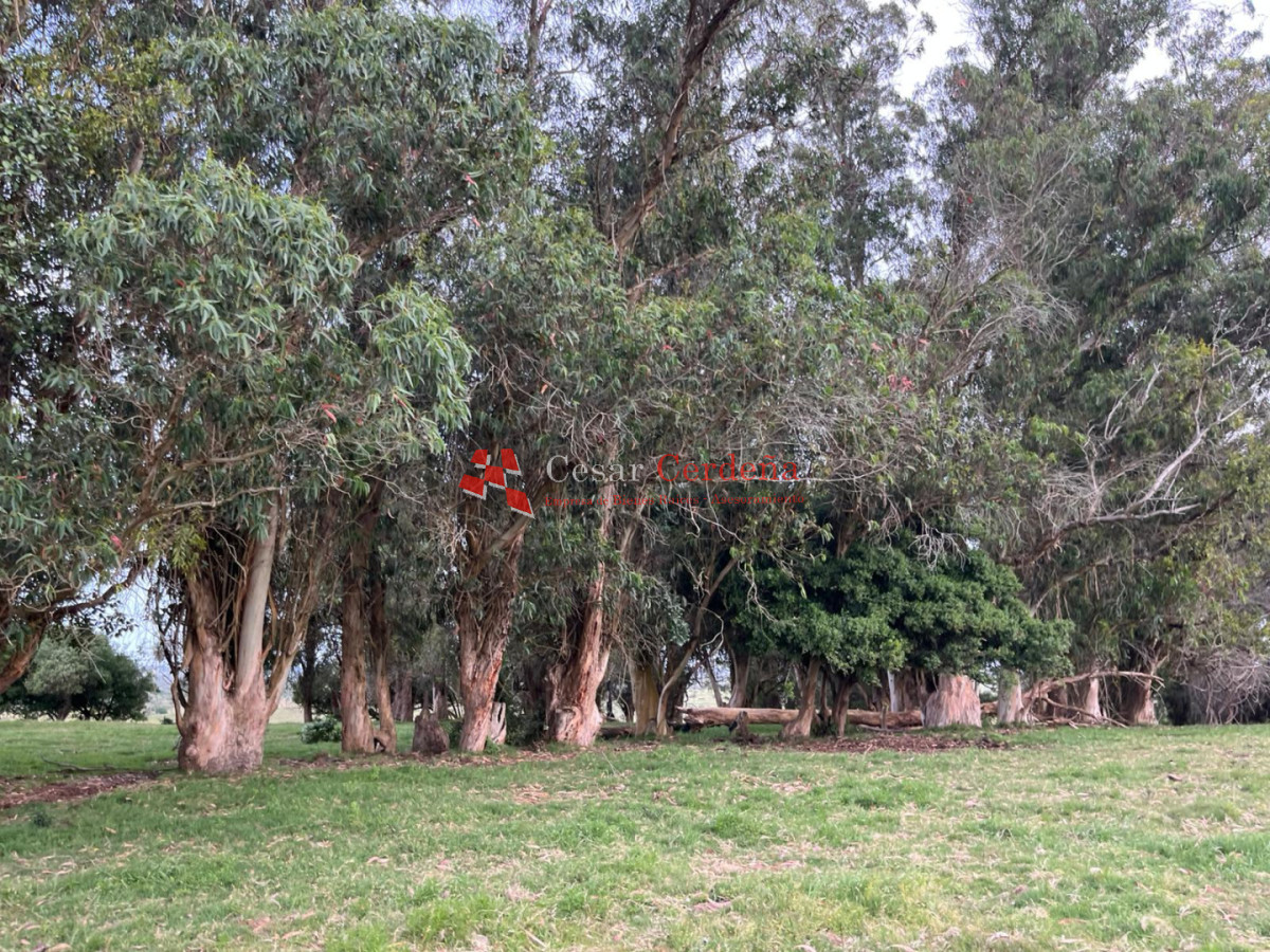 Campo Ref.1952 - VENTA - Campo 138 hectareas en Castillos Rocha
