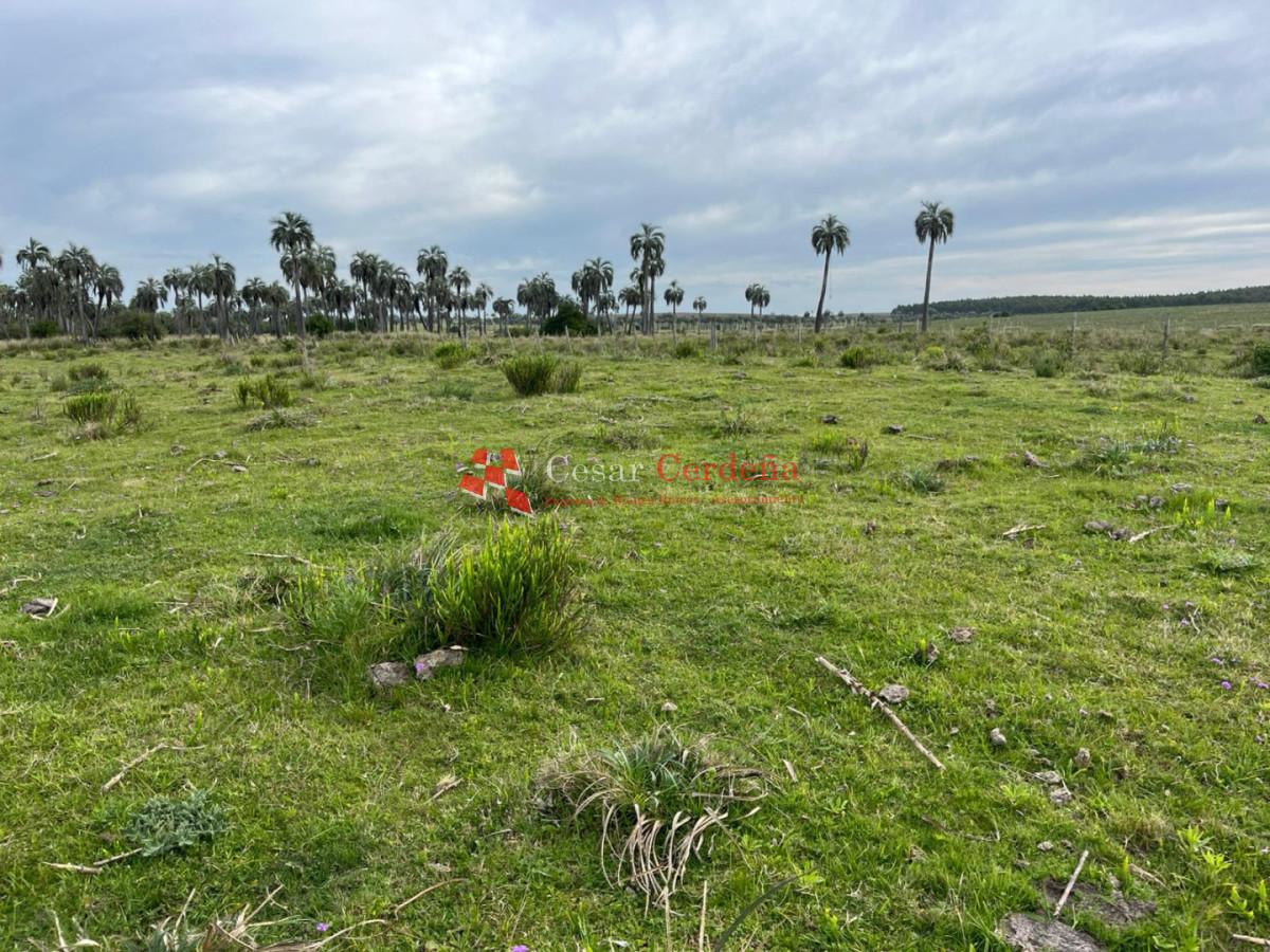 Campo Ref.1952 - VENTA - Campo 138 hectareas en Castillos Rocha