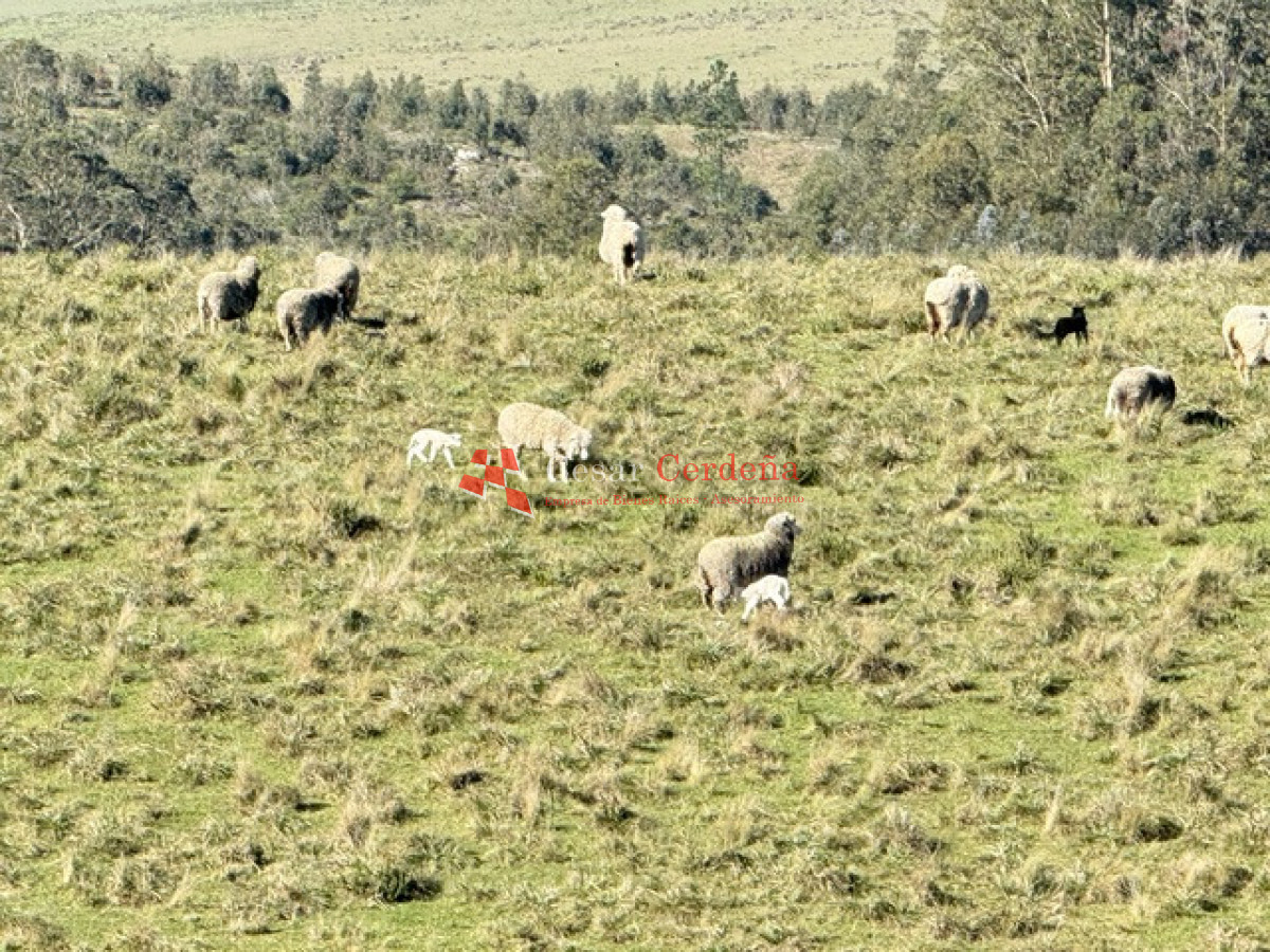 Campo Ref.1936 - VENTA - Campo 240 hectáreas en 19 de Abril - Rocha