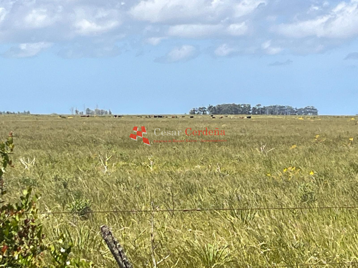 Campo Ref.1850 - VENTA - 745 HECTAREAS ROCHA