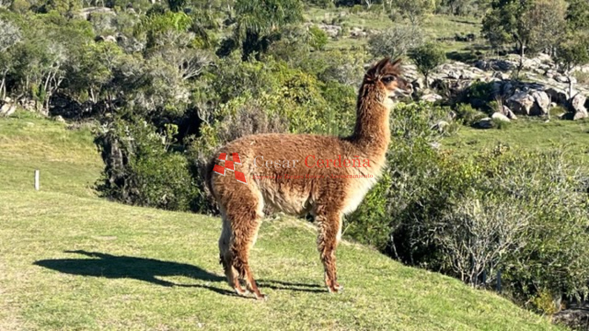 Campo Ref.1886 - VENTA - Campo de 238 hectáreas en zona del Cerro Catedral