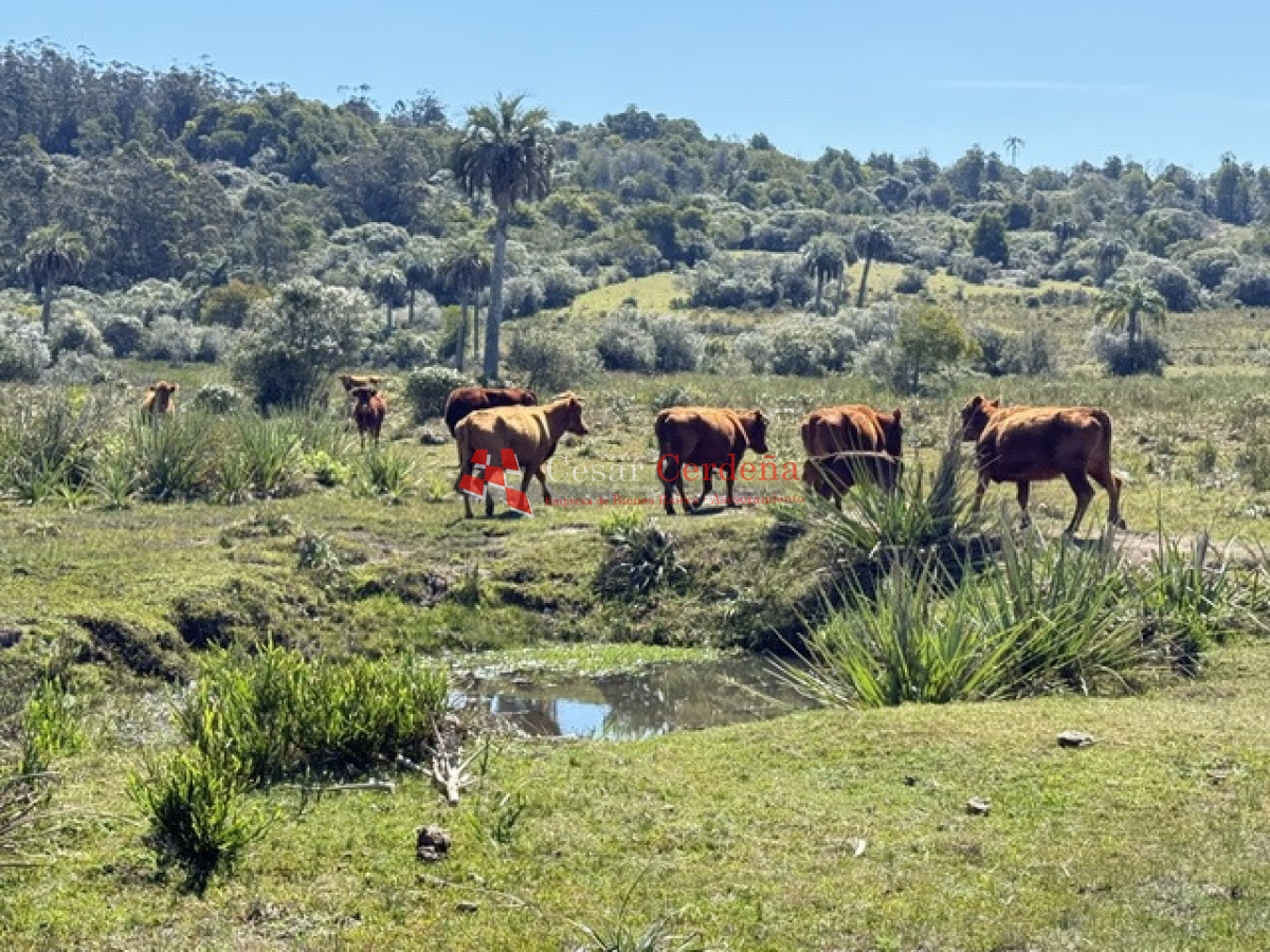 Campo Ref.1968 - VENTA - Campo 106 hectareas - Castillos