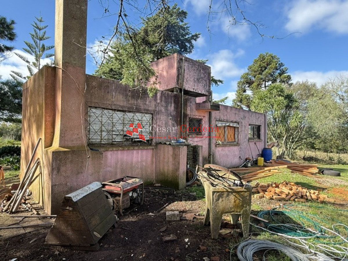 Campo Ref.1826 - VENTA - Campo 600 hectáreas Rocha - Ganadero Forestal