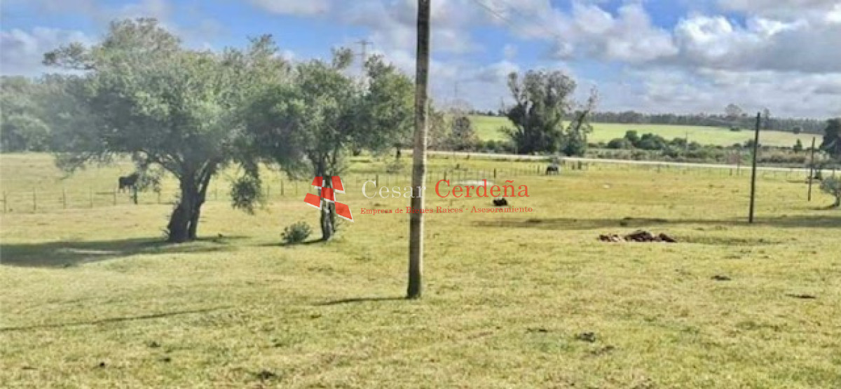 Campo Ref.1895 - VENTA - 73 has en Rocha