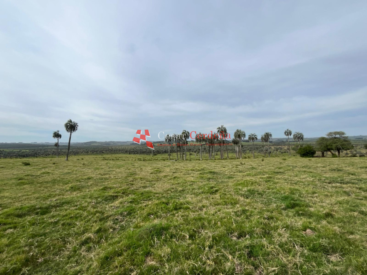 Campo Ref.1952 - VENTA - Campo 138 hectareas en Castillos Rocha