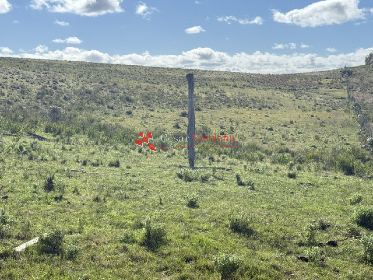 Campo Ref.1936 - VENTA - Campo 240 hectáreas en 19 de Abril - Rocha