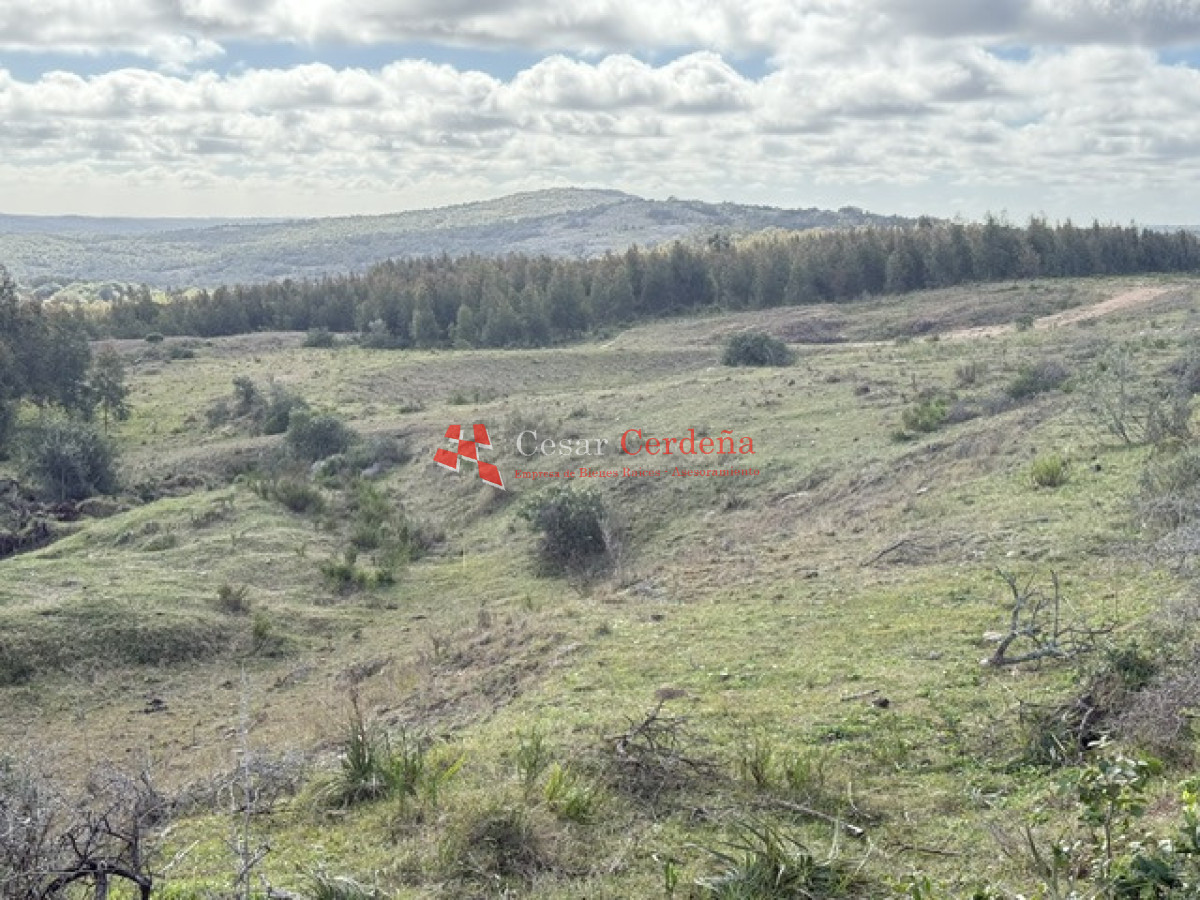 Campo Ref.1826 - VENTA - Campo 600 hectáreas Rocha - Ganadero Forestal