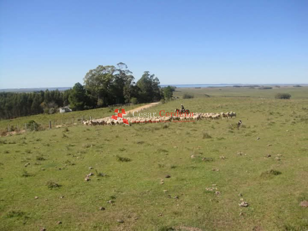 Campo Ref.1936 - VENTA - Campo 240 hectáreas en 19 de Abril - Rocha