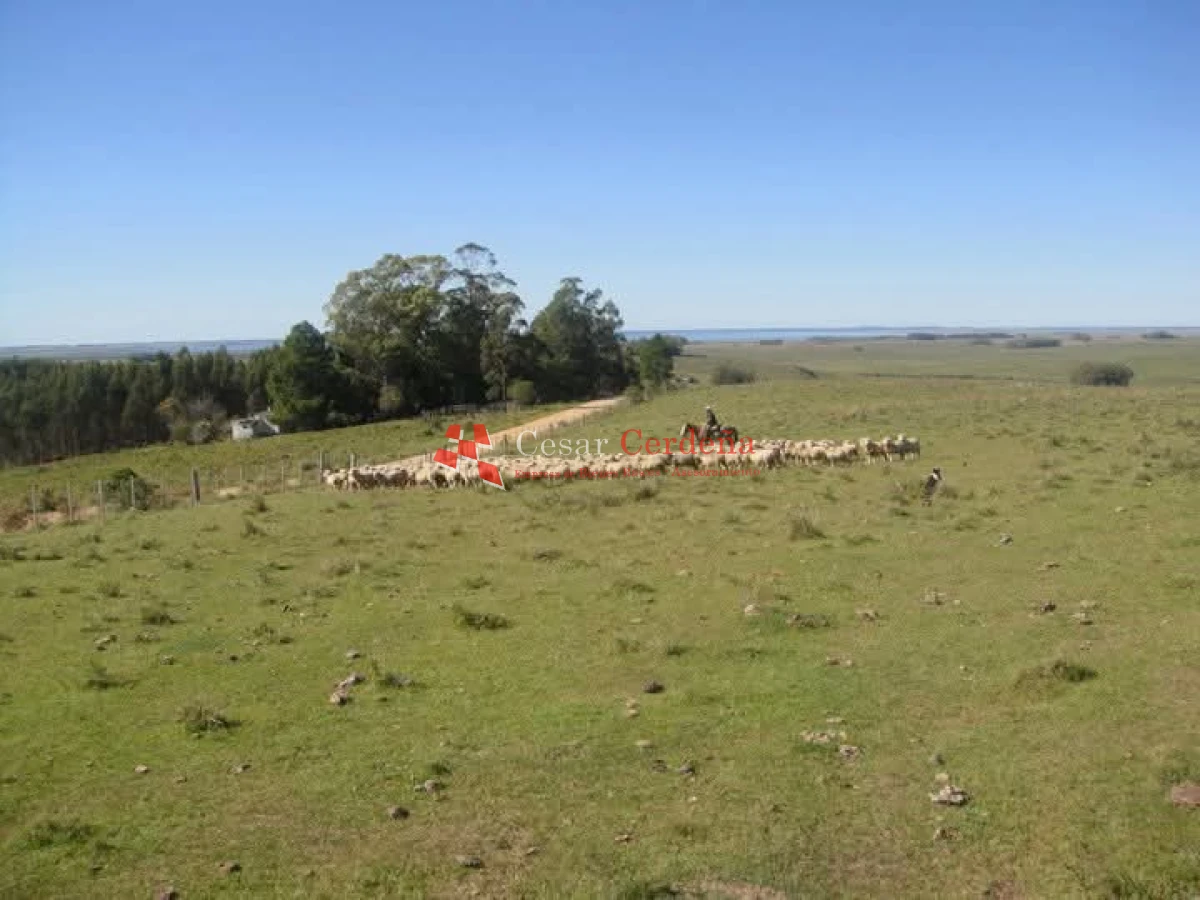 Campo Ref.1936 - VENTA - Campo 240 hectáreas en 19 de Abril - Rocha
