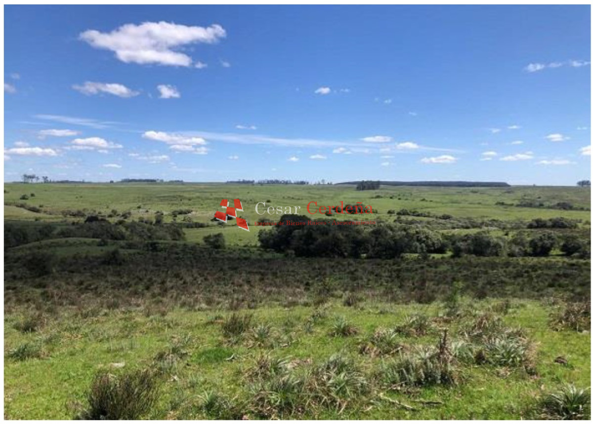 Campo Ref.1908 - VENTA - Campo 1228 hectareas - Treinta y Tres