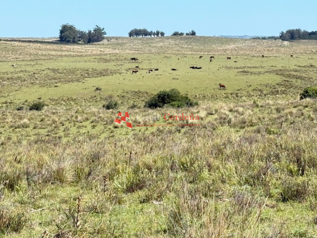 Campo Ref.1947 - VENTA - Campo 316 hectareas en Garzon, Rocha