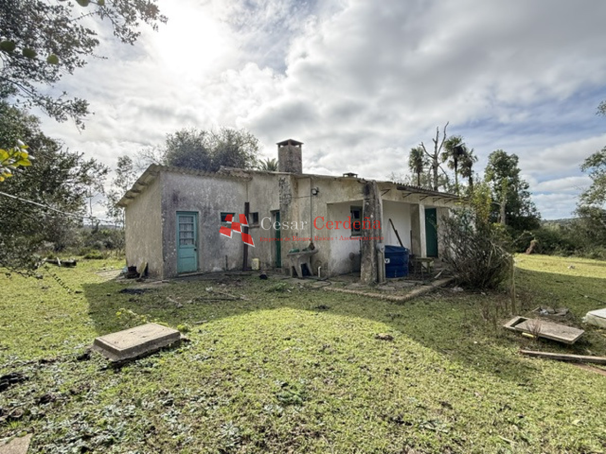 Campo Ref.1826 - VENTA - Campo 600 hectáreas Rocha - Ganadero Forestal