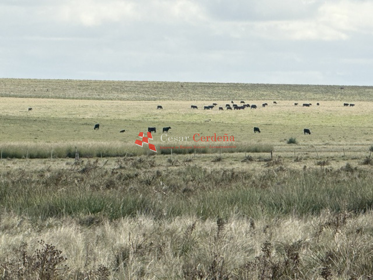 Campo Ref.2007 - VENTA - Campo 655 hectáreas cercano a Velazquez
