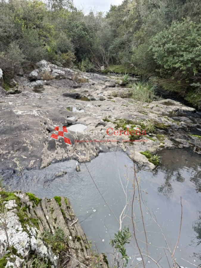 Campo Ref.1999 - VENTA - Campo Ganadero-Forestal de 176 hectáreas - Castillos, Rocha