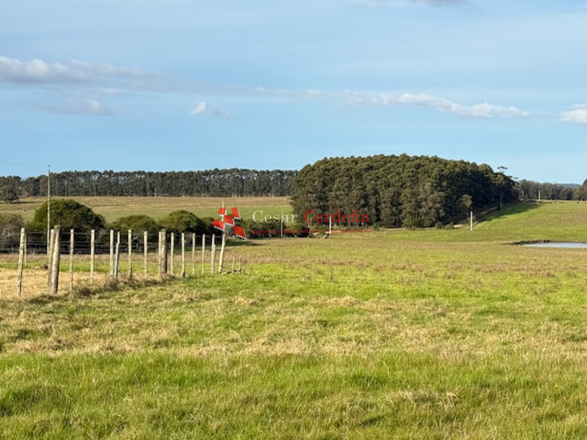 Campo Ref.1998 - VENTA - Campo 358 hectáreas en Garzón, Rocha