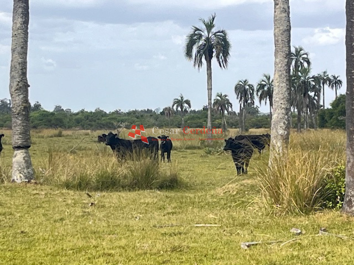 Campo Ref.1952 - VENTA - Campo 138 hectareas en Castillos Rocha