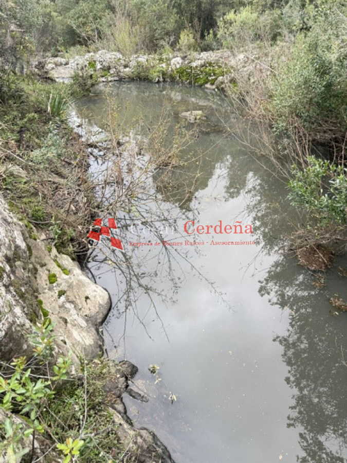 Campo Ref.1999 - VENTA - Campo Ganadero-Forestal de 176 hectáreas - Castillos, Rocha
