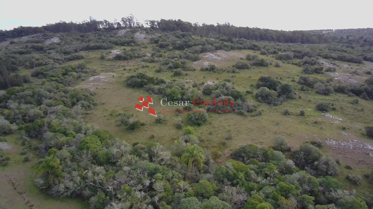 Campo Ref.1826 - VENTA - Campo 600 hectáreas Rocha - Ganadero Forestal