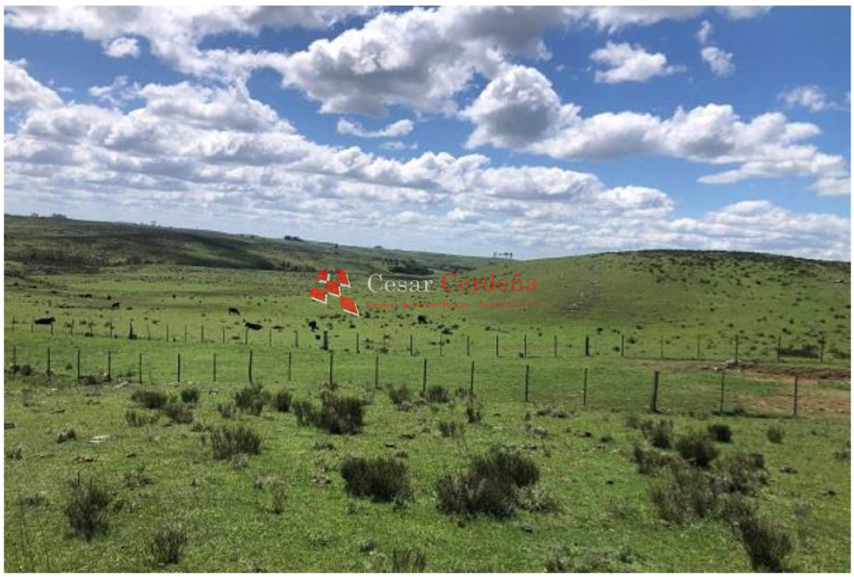 Campo Ref.1908 - VENTA - Campo 1228 hectareas - Treinta y Tres