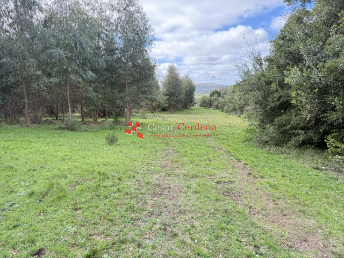 Campo Ref.1826 - VENTA - Campo 600 hectáreas Rocha - Ganadero Forestal