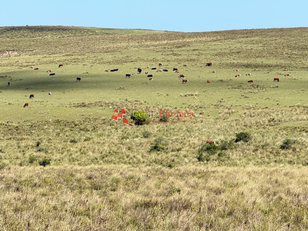 Campo Ref.1947 - VENTA - Campo 316 hectareas en Garzon, Rocha