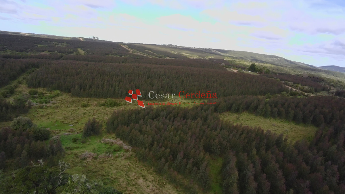 Campo Ref.1826 - VENTA - Campo 600 hectáreas Rocha - Ganadero Forestal
